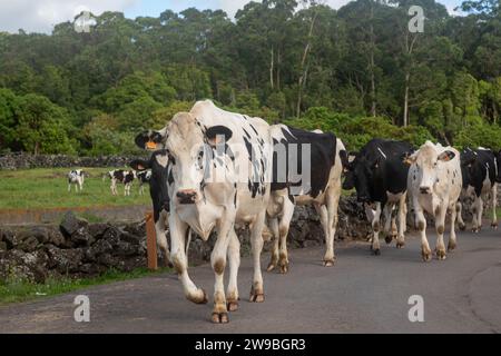 Herd of cows walking down a rural road, Terceira, Azores Stock Photo