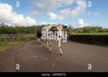 Herd of cows walking down a rural road, Terceira, Azores Stock Photo