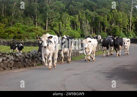 Herd of cows walking down a rural road, Terceira, Azores Stock Photo