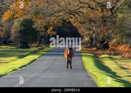 Wild Pony-Equus ferus caballus  in the New Forest National Park, Hampshire, England, Uk Stock Photo