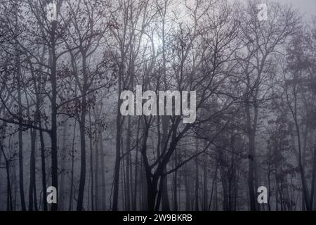 The sunrise peeking through the trees in the forest on a foggy morning with dense layers of mist in early wintertime Stock Photo
