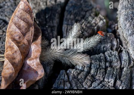Ladybird on dry ear of grass, dry brown leaf close-up on the wood texture background Stock Photo
