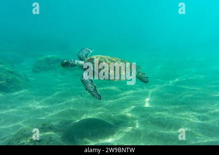 A sea turtle swims underwater in tropical seas. High quality photo. Underwater, animals, tropical Stock Photo