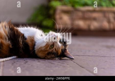 A beautiful calico cat lies on its back in a sun-drenched courtyard Stock Photo