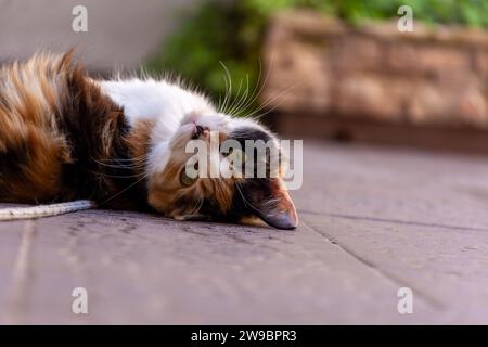 A cute gray tabby kitten basking in the sun while lying on its back on a red brick floor Stock Photo