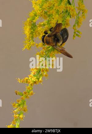 A honeybee crawls on goldenrod in a pollinator garden in Philadelphia, PA. Stock Photo