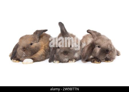 Three Ear Rabbit Three small fold-eared rabbits, isolated on a white background Stock ...
