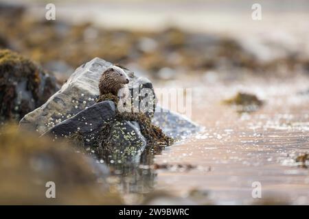 European otter (Lutra lutra) sitting on a rock in a Scottish Loch Stock Photo
