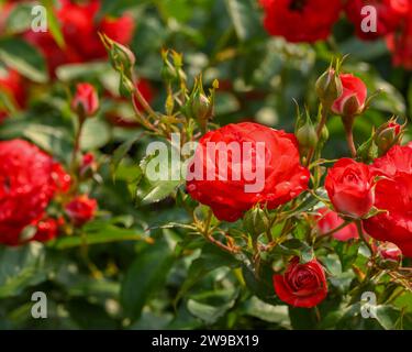 red roses with water drops , close up Stock Photo - Alamy