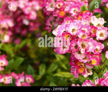 pink flower blossom clusters close up Stock Photo