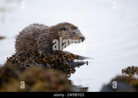 Young European otter (Lutra lutra) sitting on a rock in a Scottish Loch Stock Photo