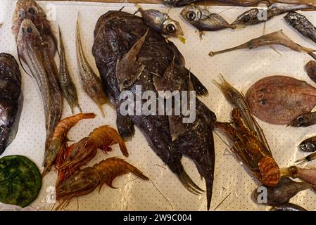 different types of fish for sale Stock Photo