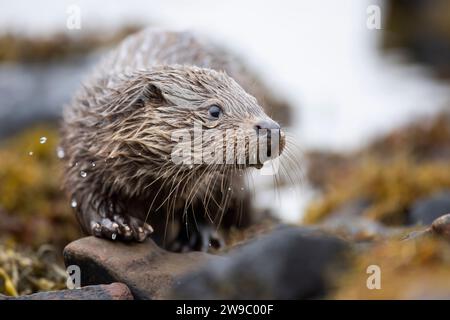 Young European otter (Lutra lutra) fishing in a Scottish Loch Stock Photo