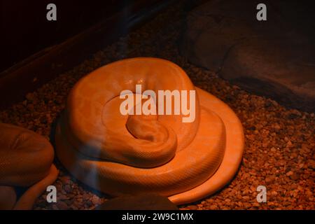 Swakopmund Snake Park in Namibia Stock Photo - Alamy