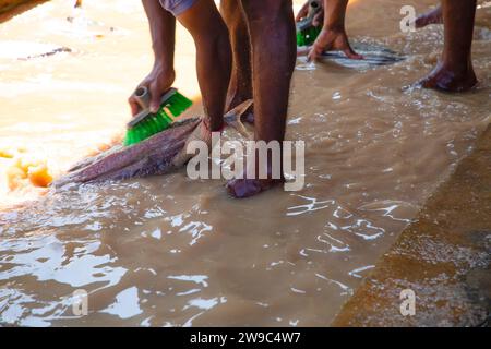 unrecognisable Workers at a small fish factory in Sri Lanka wash fillet tuna fish in muddy, dirty water with their feet in it. Stock Photo