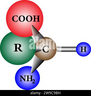 The enantiomer of a generic amino acid that are chiral.Vector illustration Stock Vector