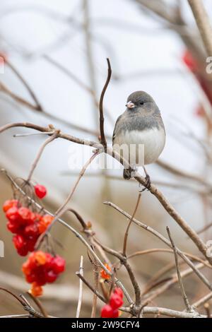 dark-eyed junco (Junco hyemalis) in winter Stock Photo