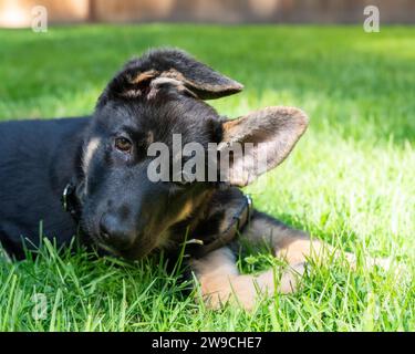 Cute German Shepherd puppy leaning into the camera, making eye contact.  Puppy is outside on sunny back yard grass. Stock Photo