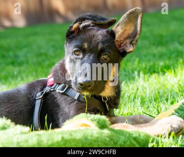 Up close of German Shepherd puppy outside in sun, looking straight at camera with grass in her mouth. Stock Photo