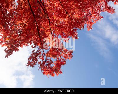 Maple tree with red leaves in autumn photographed from below with blue sky in the background. Stock Photo