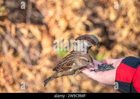 Sparrow eats seeds from a man's hand. A Sparrow bird sitting on the hand and eating nuts. Stock Photo