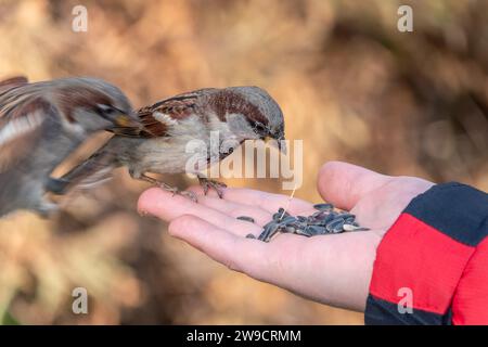 Sparrow eats seeds from a man's hand. A Sparrow bird sitting on the hand and eating nuts. Stock Photo