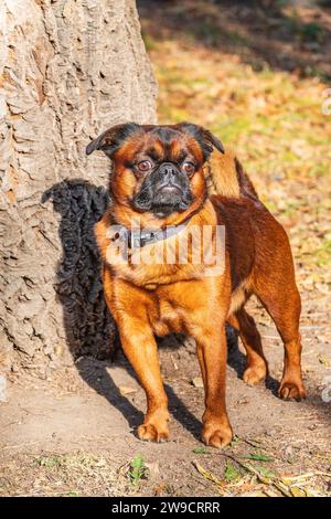 Brussels Griffon for a walk in the park. Funny brussels griffon dog walking on leaves at sunny day in forest Stock Photo