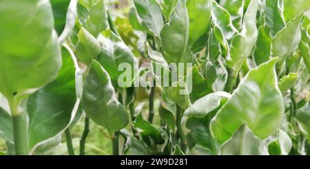 Tropical leaves in the garden Stock Photo
