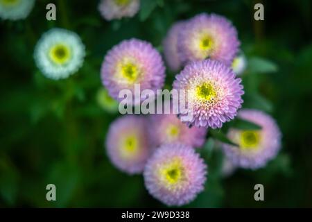 Jasmin flower from winter gardens Stock Photo