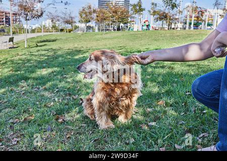 Beautiful American Cocker Spaniel enjoys a leisurely stroll through a green park while his owner lovingly pets him. The dog looks content in the beaut Stock Photo