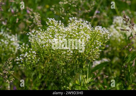 Lepidium draba creamy white inflorescence. Stock Photo