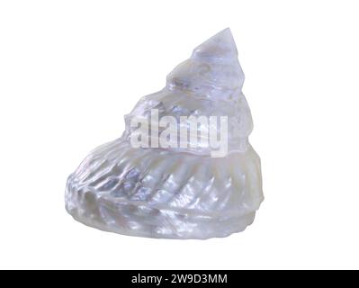 big sea shell isolated on white background Stock Photo