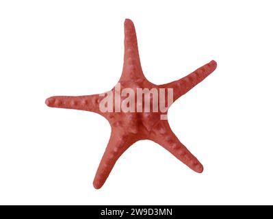 big starfish isolated on white background Stock Photo