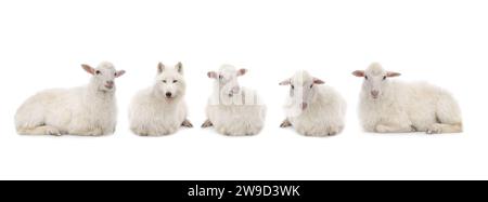 wolf in sheep's clothing with sheep isolated on white background Stock Photo