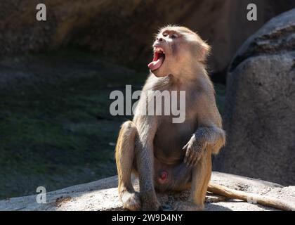 A closeup of a monkey screaming, perched on a rock in a zoo Stock Photo