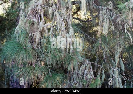 Detailed shot of a pine tree in Tenerife covered in lichens Stock Photo