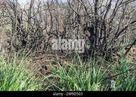 Charred bushes on the Canary Island of Tenerife after forest fires in 2023 Stock Photo