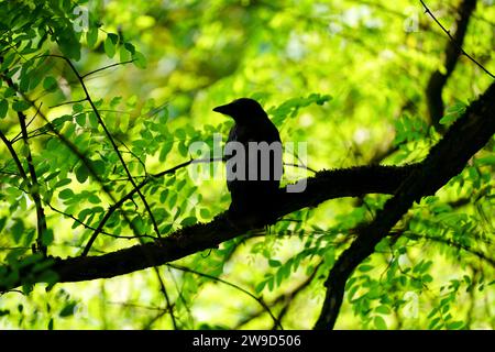 Silhouette of a carrion crow on a branch. Bird in natural environment. Corvus corone. Stock Photo