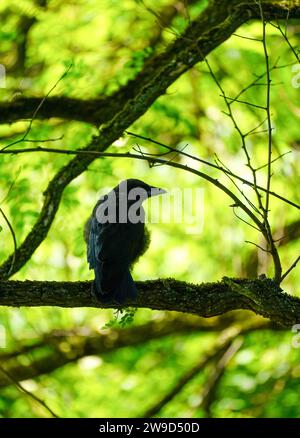 Silhouette of a carrion crow on a branch. Bird in natural environment. Corvus corone. Stock Photo