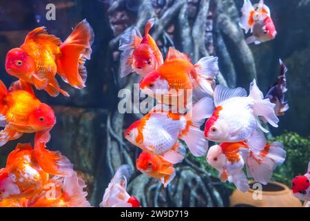 Flock of large goldfish white spots in a large aquarium. Stock Photo