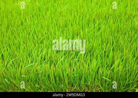 Yecheon County, South Korea - August 12th, 2023: A close-up view of a lush green rice field in Yecheon County, with almost mature rice plants filling Stock Photo