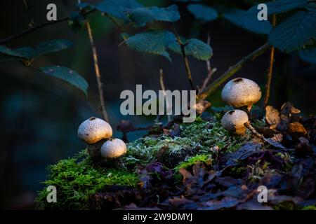 This image captures a trio of puffball mushrooms (likely from the genus Lycoperdon) nestled on a moss-covered log in a forest setting. The background is a soft bokeh of blues and greens, with the hint of fallen leaves and forest detritus adding to the natural woodland scene. A shaft of light illuminates the mushrooms, highlighting their textures and the delicate interplay of light and shadow. The surrounding flora, like the broadleaf plants and moss, contribute to the lushness of this micro-ecosystem. Forest Floor Fungi in Natural Habitat. High quality photo Stock Photo