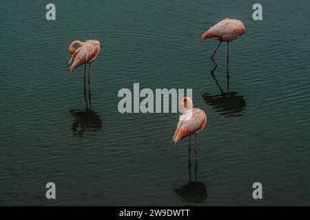 Three flamingos wading and feeding in a reflective lagoon at Isla Isabela, Galapagos, Ecuador. Stock Photo