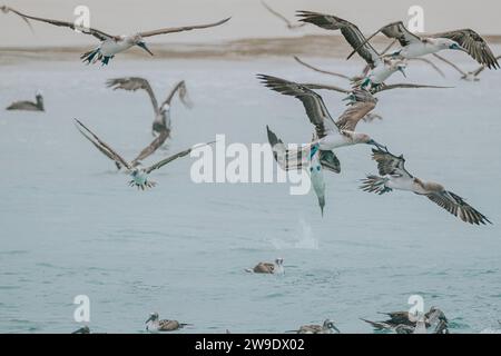 Blue Footed Booby in Galapagos Islands Stock Photo
