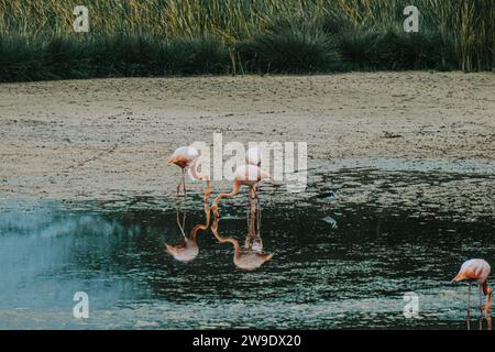 Three flamingos wading and feeding in a reflective lagoon at Isla Isabela, Galapagos, Ecuador. Stock Photo