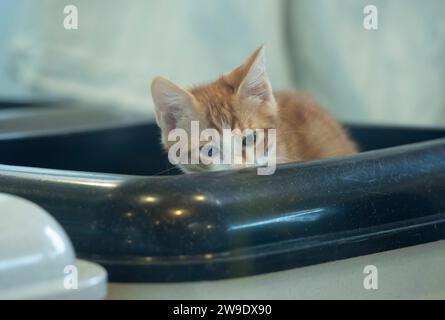 Berlin, Germany. 27th Dec, 2023. This young cat has been a new resident at the Berlin animal shelter since Christmas. She was found with her sister and mother in a carrier bag on the doorstep of a house in Prenzlauer Berg. Credit: Paul Zinken/dpa/Alamy Live News Stock Photo