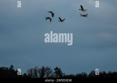 A gaggle of greylag geese flies over trees under overcast sky. Stock Photo