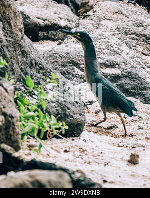 Lava Heron on volcanic rocks in San Cristobal, Galapagos, Ecuador. Stock Photo