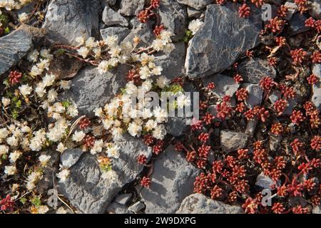Nailwort, Paronychia kapela and Azure stonecrop, Sedum caeruleum, growing on a rock Stock Photo