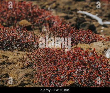 Close-up view of vibrant red succulents on Punta Pitt, San Cristobal Island, Galapagos, Ecuador. Stock Photo